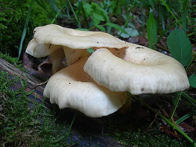 Funghi trasformisti , necrofili e sterili